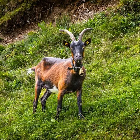 Apartamento Brennergut Am Bauernhof *