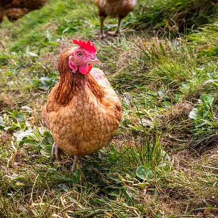 Brennergut Am Bauernhof Apartamento