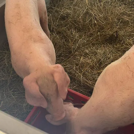 Brennergut Am Bauernhof Apartamento Mühlbach am Hochkönig