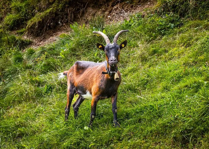 Appartement Brennergut Am Bauernhof *