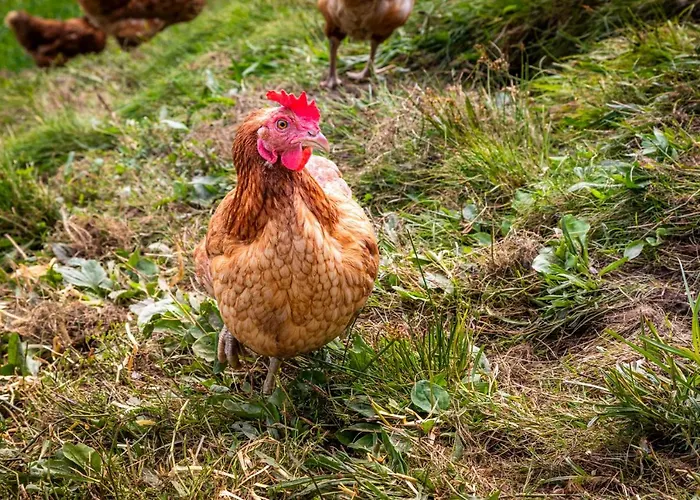 Brennergut Am Bauernhof Appartement