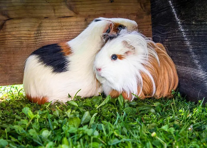 Brennergut Am Bauernhof Appartement Mühlbach am Hochkönig