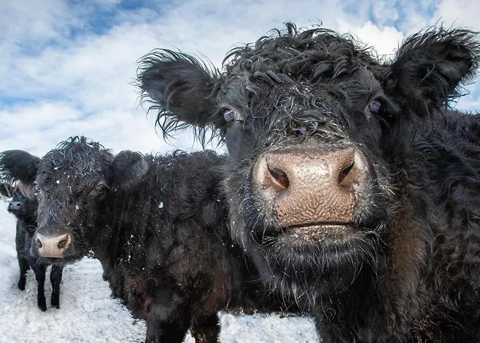 Brennergut Am Bauernhof Mühlbach am Hochkönig
