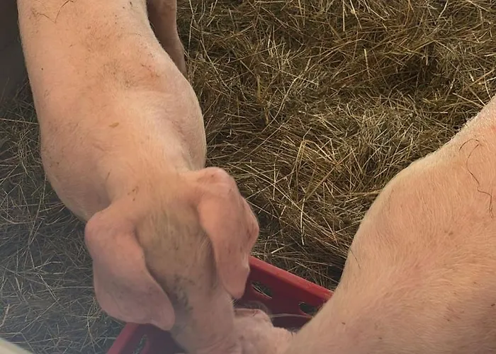 Brennergut Am Bauernhof Appartement Mühlbach am Hochkönig